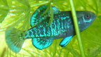 Elassoma gilberti male