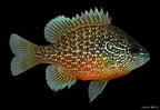 Dollar Sunfish