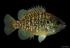 Bantam Sunfish
