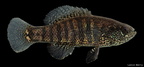 Banded Pygmy Sunfish