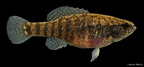 Banded Pygmy Sunfish