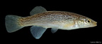 Northern Studfish