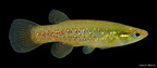 Golden Topminnow