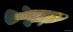 Golden Topminnow