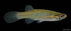 Starhead Topminnow