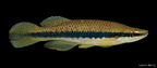 Blackstripe Topminnow