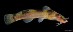 Ozark Madtom