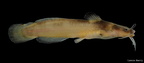 Slender Madtom