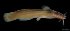 Slender Madtom