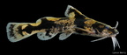 Piebald Madtom