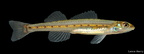 Western Sand Darter