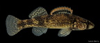 Autumn Darter