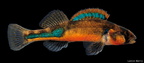 Autumn Darter