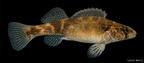 Autumn Darter