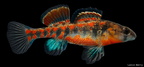 Brook Darter