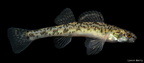 Bluntnose Darter