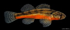 Arkansas Darter