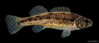 Arkansas Darter