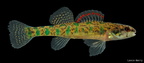 Slough Darter