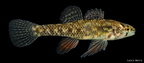 Least Darter