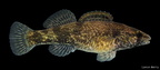 Sunburst Darter