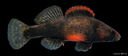 Sunburst Darter