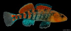 Orangethroat Darter