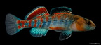Orangethroat Darter