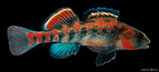 Orangethroat Darter