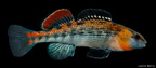 Orangethroat Darter