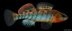 Ozark Darter