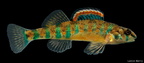 Speckled Darter
