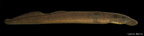 Silver Lamprey
