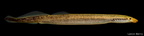 Least Brook Lamprey