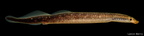 Least Brook Lamprey