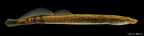 Least Brook Lamprey