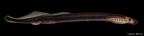 American Brook Lamprey