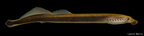 American Brook Lamprey