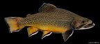 Brook Trout