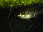 Dollar sunfish