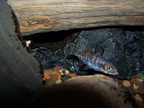 Rosefin shiner