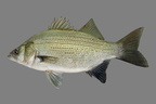 P8090033b