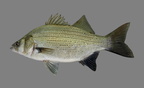 P8090034b