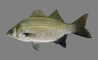 P8090035b
