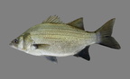 P8090037b