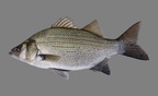 P8090039b