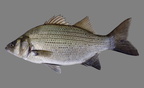 P8090040b